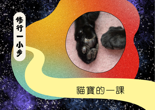 貓寶的一課